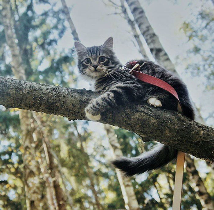 “Camping With Cats” Instagram Will Inspire You To Go Hiking With Your Cat “Camping With Cats” Instagram Will Inspire You To Go Hiking With Your Cat