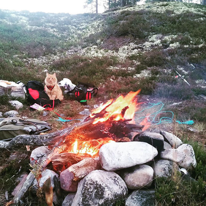 “Camping With Cats” Instagram Will Inspire You To Go Hiking With Your Cat “Camping With Cats” Instagram Will Inspire You To Go Hiking With Your Cat
