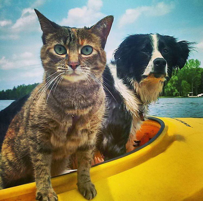 “Camping With Cats” Instagram Will Inspire You To Go Hiking With Your Cat “Camping With Cats” Instagram Will Inspire You To Go Hiking With Your Cat