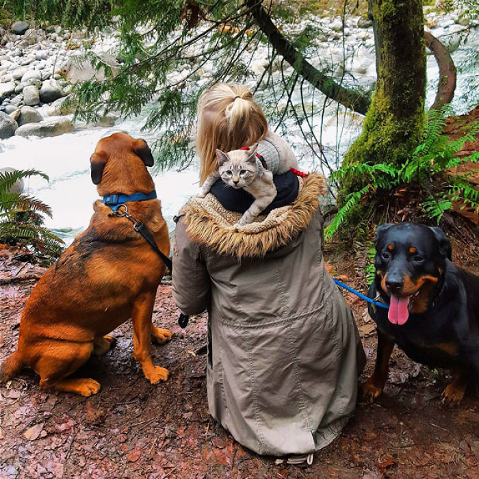 “Camping With Cats” Instagram Will Inspire You To Go Hiking With Your Cat “Camping With Cats” Instagram Will Inspire You To Go Hiking With Your Cat