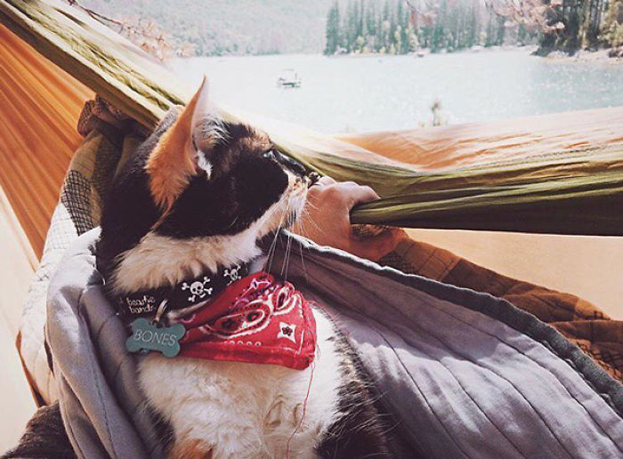 “Camping With Cats” Instagram Will Inspire You To Go Hiking With Your Cat “Camping With Cats” Instagram Will Inspire You To Go Hiking With Your Cat