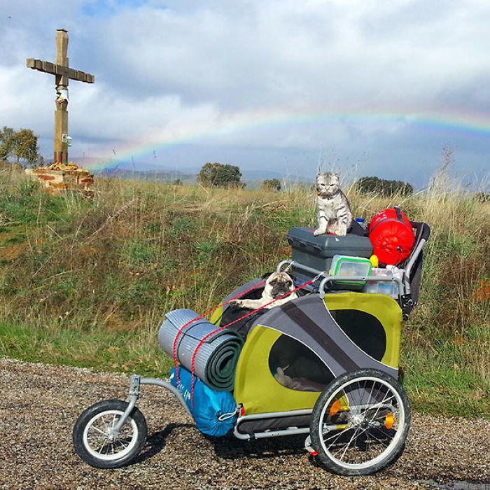 “Camping With Cats” Instagram Will Inspire You To Go Hiking With Your Cat “Camping With Cats” Instagram Will Inspire You To Go Hiking With Your Cat