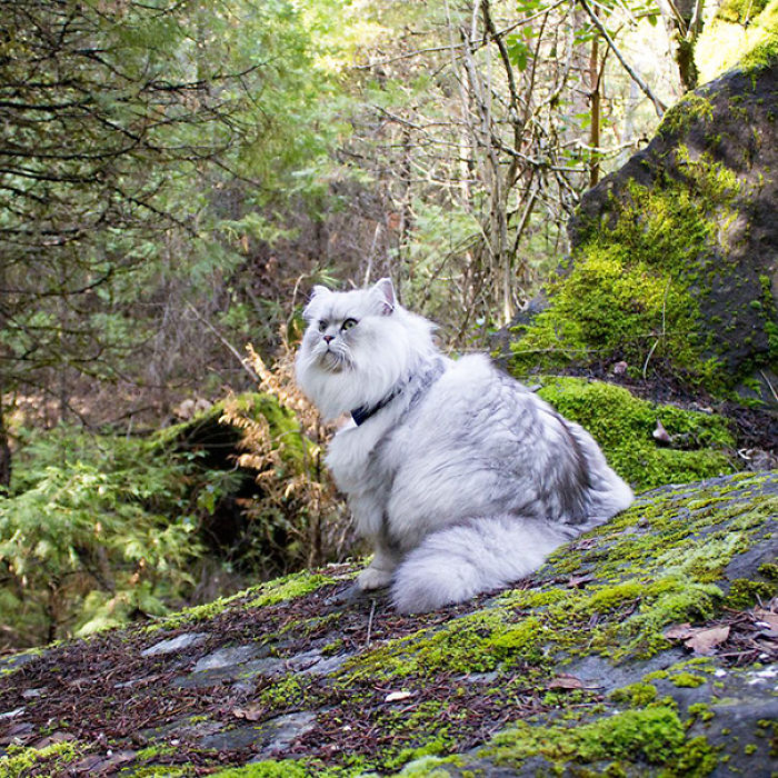 “Camping With Cats” Instagram Will Inspire You To Go Hiking With Your Cat “Camping With Cats” Instagram Will Inspire You To Go Hiking With Your Cat