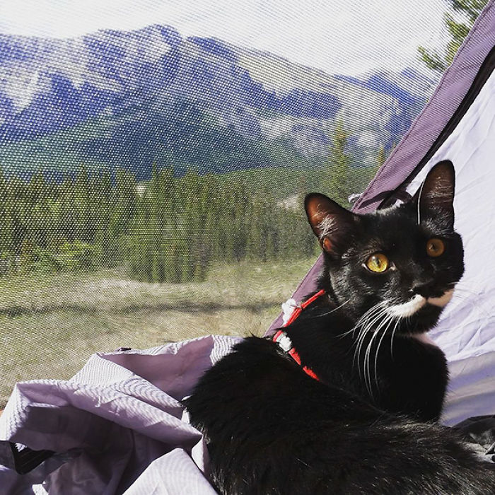 “Camping With Cats” Instagram Will Inspire You To Go Hiking With Your Cat “Camping With Cats” Instagram Will Inspire You To Go Hiking With Your Cat
