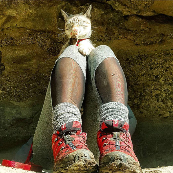 “Camping With Cats” Instagram Will Inspire You To Go Hiking With Your Cat “Camping With Cats” Instagram Will Inspire You To Go Hiking With Your Cat