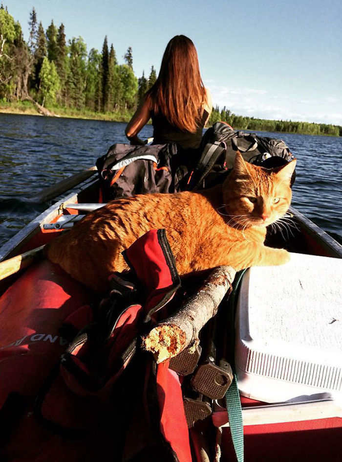 “Camping With Cats” Instagram Will Inspire You To Go Hiking With Your Cat “Camping With Cats” Instagram Will Inspire You To Go Hiking With Your Cat