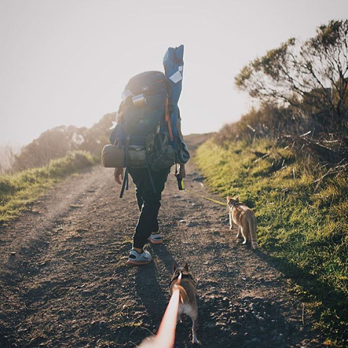 “Camping With Cats” Instagram Will Inspire You To Go Hiking With Your Cat “Camping With Cats” Instagram Will Inspire You To Go Hiking With Your Cat