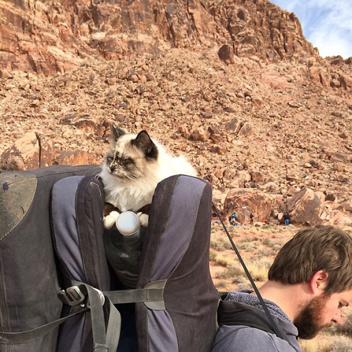 “Camping With Cats” Instagram Will Inspire You To Go Hiking With Your Cat “Camping With Cats” Instagram Will Inspire You To Go Hiking With Your Cat
