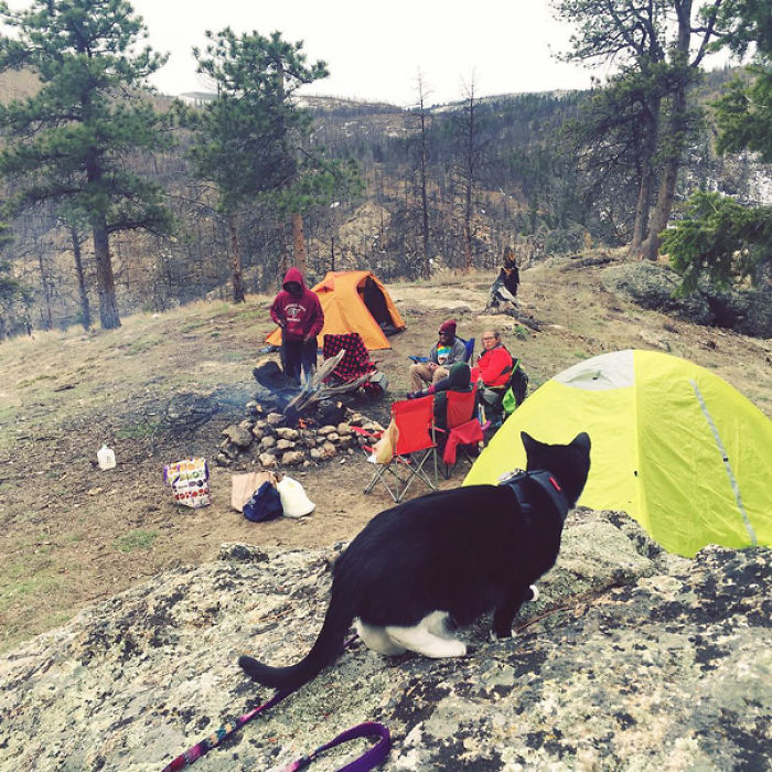 “Camping With Cats” Instagram Will Inspire You To Go Hiking With Your Cat “Camping With Cats” Instagram Will Inspire You To Go Hiking With Your Cat