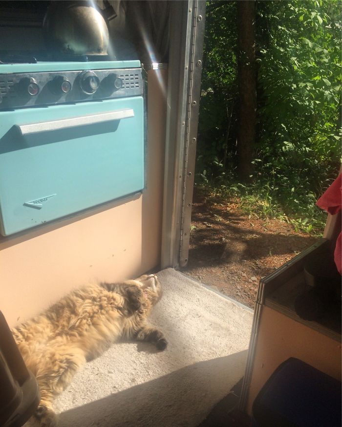 “Camping With Cats” Instagram Will Inspire You To Go Hiking With Your Cat “Camping With Cats” Instagram Will Inspire You To Go Hiking With Your Cat