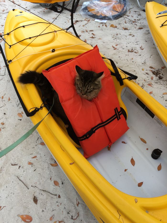 “Camping With Cats” Instagram Will Inspire You To Go Hiking With Your Cat “Camping With Cats” Instagram Will Inspire You To Go Hiking With Your Cat