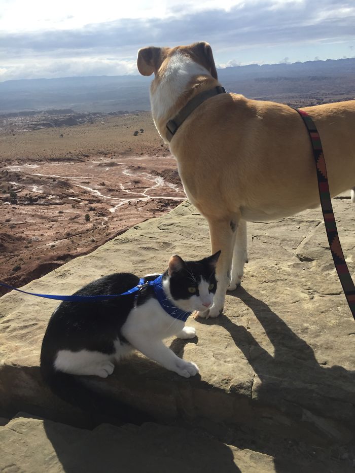 “Camping With Cats” Instagram Will Inspire You To Go Hiking With Your Cat “Camping With Cats” Instagram Will Inspire You To Go Hiking With Your Cat