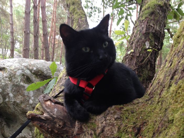 “Camping With Cats” Instagram Will Inspire You To Go Hiking With Your Cat “Camping With Cats” Instagram Will Inspire You To Go Hiking With Your Cat