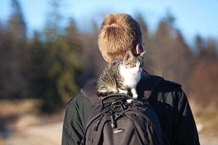 “Camping With Cats” Instagram Will Inspire You To Go Hiking With Your Cat “Camping With Cats” Instagram Will Inspire You To Go Hiking With Your Cat