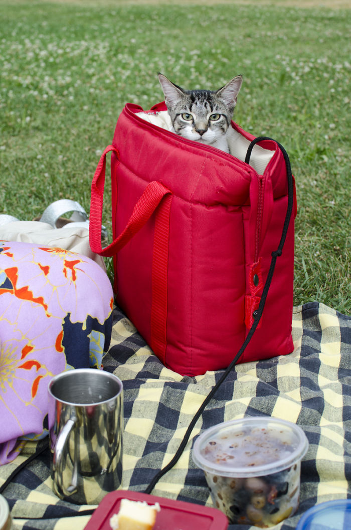 “Camping With Cats” Instagram Will Inspire You To Go Hiking With Your Cat “Camping With Cats” Instagram Will Inspire You To Go Hiking With Your Cat