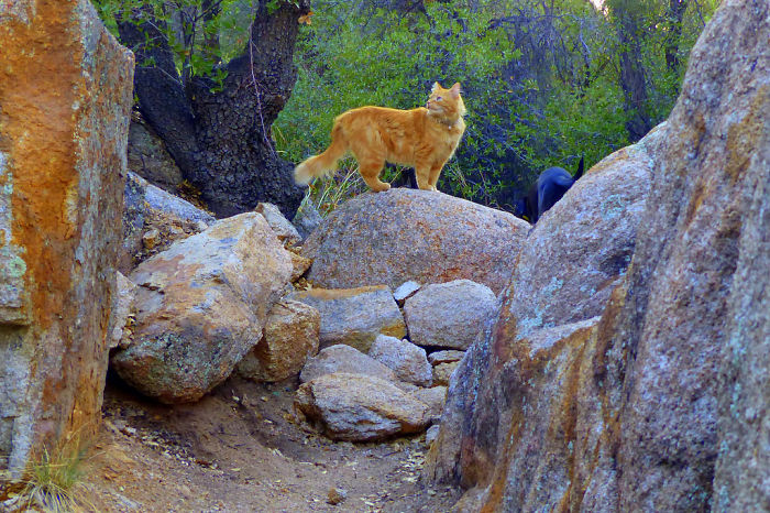 “Camping With Cats” Instagram Will Inspire You To Go Hiking With Your Cat “Camping With Cats” Instagram Will Inspire You To Go Hiking With Your Cat