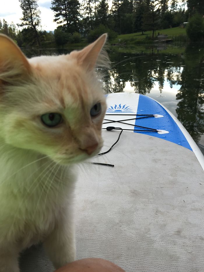 “Camping With Cats” Instagram Will Inspire You To Go Hiking With Your Cat “Camping With Cats” Instagram Will Inspire You To Go Hiking With Your Cat