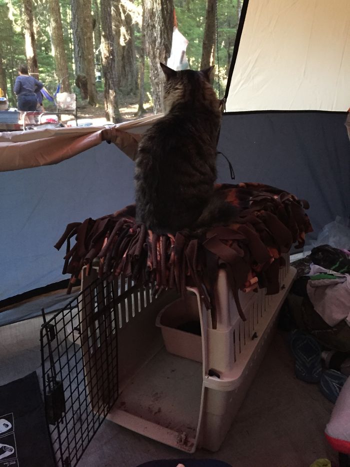 “Camping With Cats” Instagram Will Inspire You To Go Hiking With Your Cat “Camping With Cats” Instagram Will Inspire You To Go Hiking With Your Cat