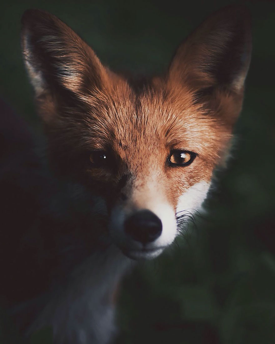 Photographer Captures The Soul Of The Forest With His Unbelievably Intimate Animal Shots Photographer Captures The Soul Of The Forest With His Unbelievably Intimate Animal Shots