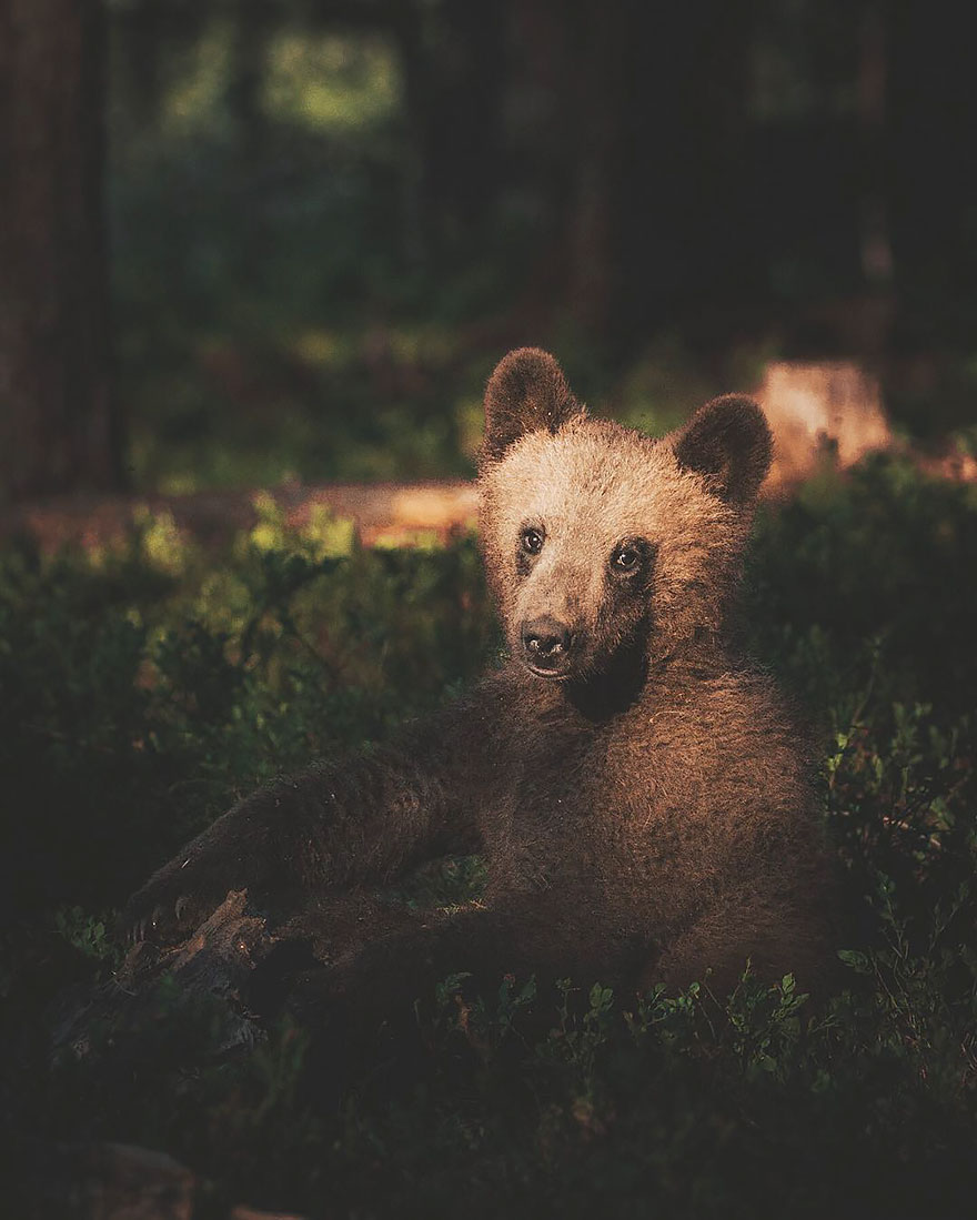 Photographer Captures The Soul Of The Forest With His Unbelievably Intimate Animal Shots Photographer Captures The Soul Of The Forest With His Unbelievably Intimate Animal Shots