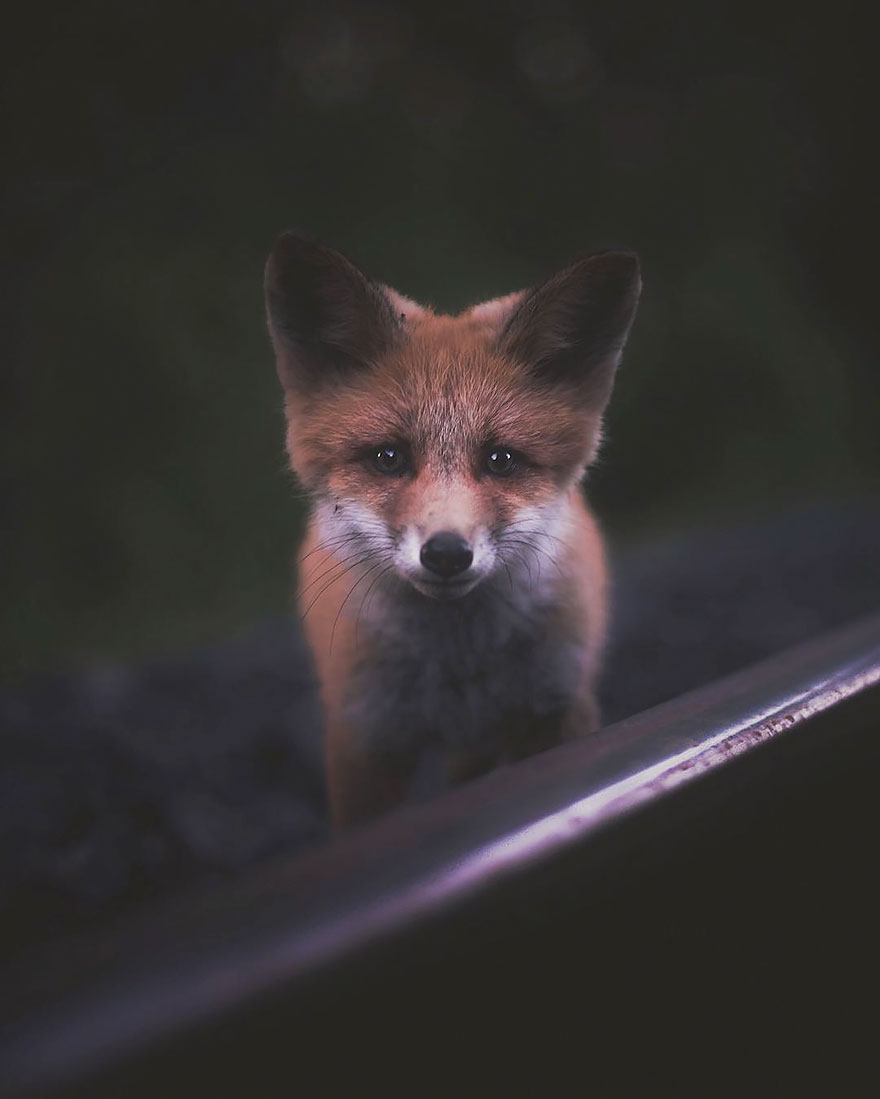 Photographer Captures The Soul Of The Forest With His Unbelievably Intimate Animal Shots Photographer Captures The Soul Of The Forest With His Unbelievably Intimate Animal Shots