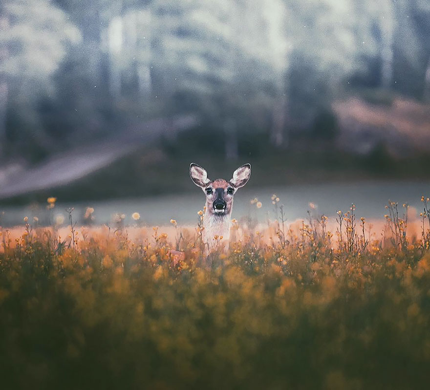 Photographer Captures The Soul Of The Forest With His Unbelievably Intimate Animal Shots Photographer Captures The Soul Of The Forest With His Unbelievably Intimate Animal Shots