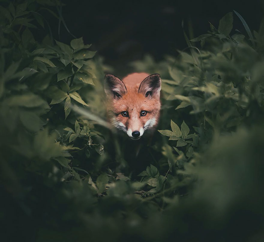 Photographer Captures The Soul Of The Forest With His Unbelievably Intimate Animal Shots Photographer Captures The Soul Of The Forest With His Unbelievably Intimate Animal Shots