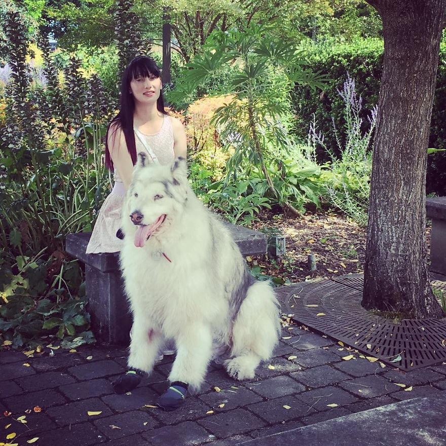 Direwolves Are Real (Sort Of) Direwolves Are Real (Sort Of)