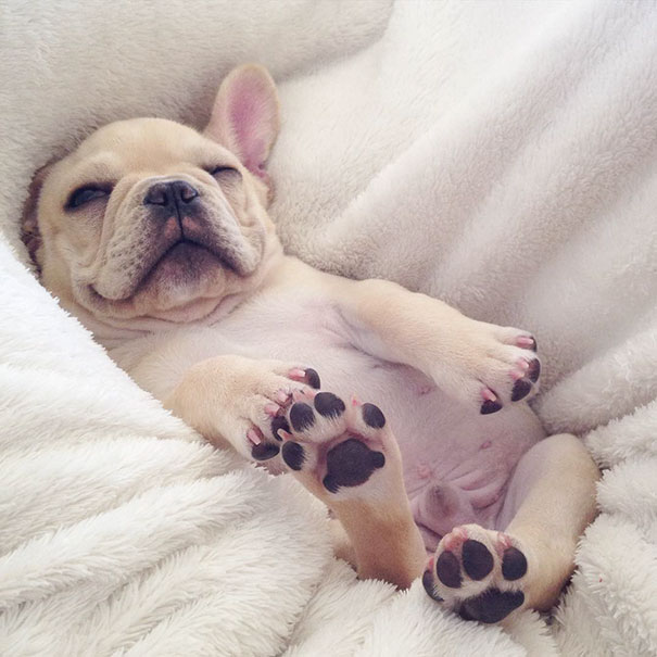 Meet Milo, A Narcoleptic Bulldog Who Will Make You Say “Awww” Meet Milo, A Narcoleptic Bulldog Who Will Make You Say “Awww”