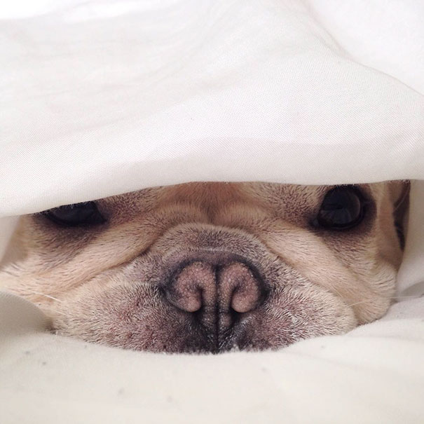 Meet Milo, A Narcoleptic Bulldog Who Will Make You Say “Awww” Meet Milo, A Narcoleptic Bulldog Who Will Make You Say “Awww”