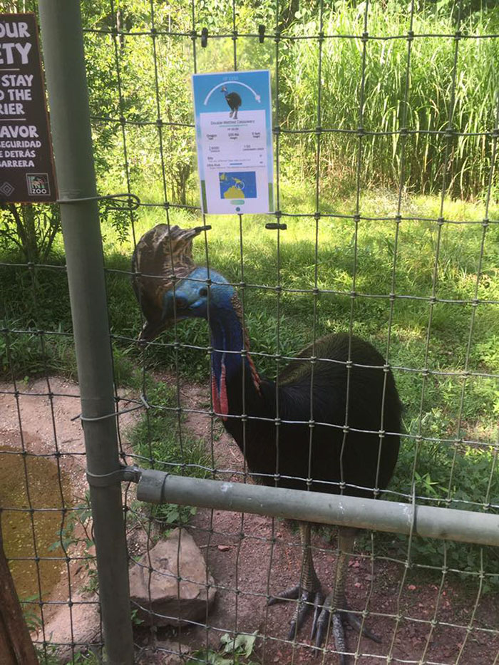 Zookeeper Can&#8217;t Take It Anymore, Decides To Add Pokemon Go Signs Next To Animals