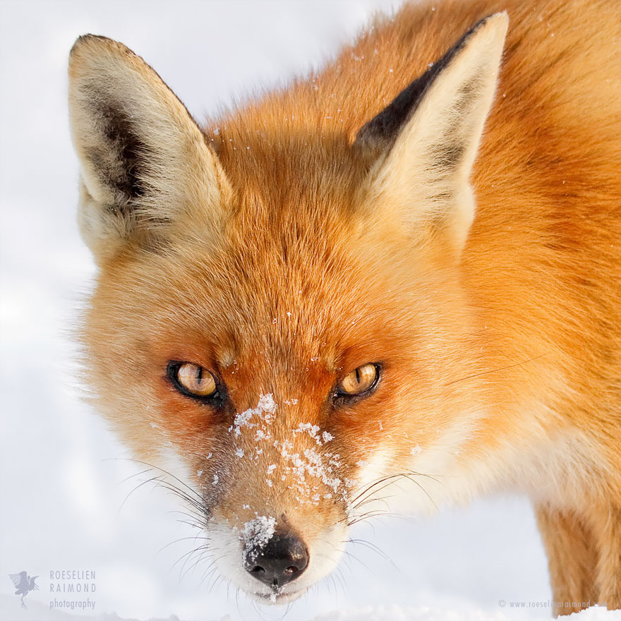 Faces of Foxes: Photographer Proves That Every Fox Has Different Personality Faces of Foxes: Photographer Proves That Every Fox Has Different Personality