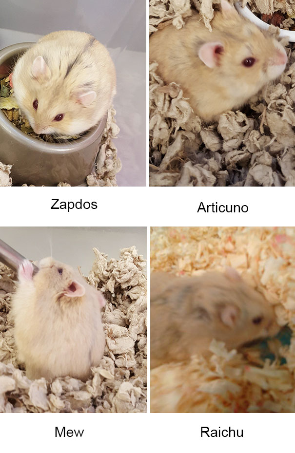 27 Abandoned Animals Rescued By Pokemon Go Players