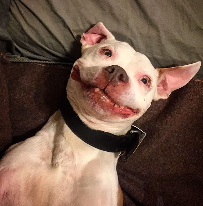 Stray Pit Bull Can’t Stop Smiling After He Was Rescued From Street Stray Pit Bull Can’t Stop Smiling After He Was Rescued From Street