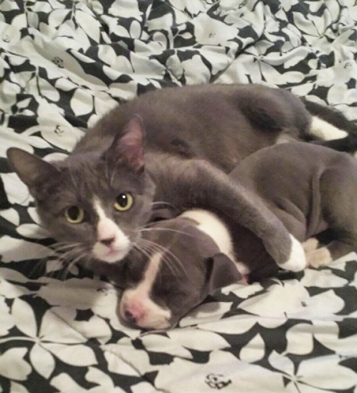 64 Animal Brothers From Other Mothers 64 Animal Brothers From Other Mothers