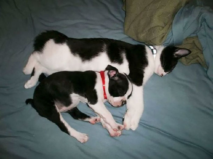 64 Animal Brothers From Other Mothers 64 Animal Brothers From Other Mothers