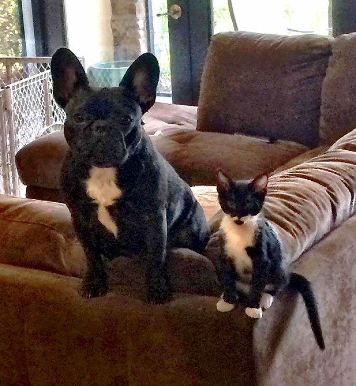 64 Animal Brothers From Other Mothers 64 Animal Brothers From Other Mothers