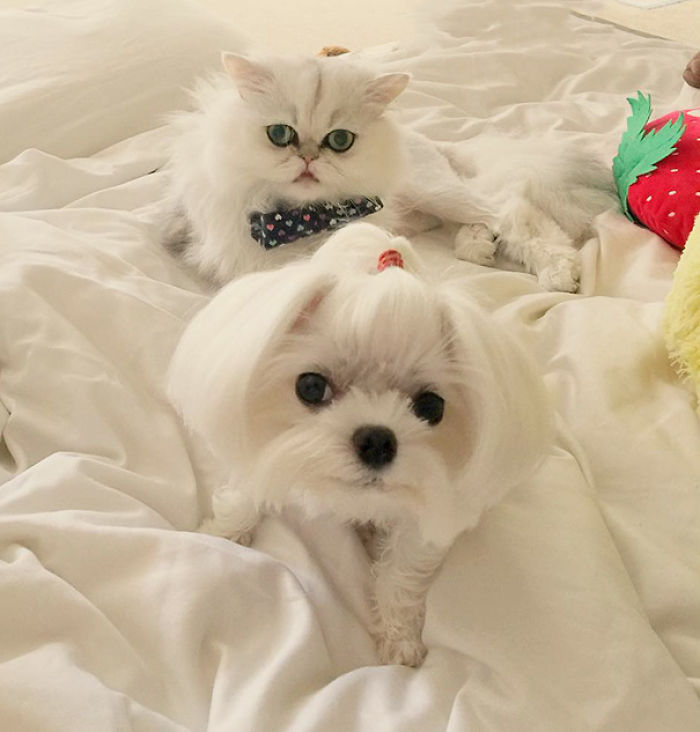 64 Animal Brothers From Other Mothers 64 Animal Brothers From Other Mothers