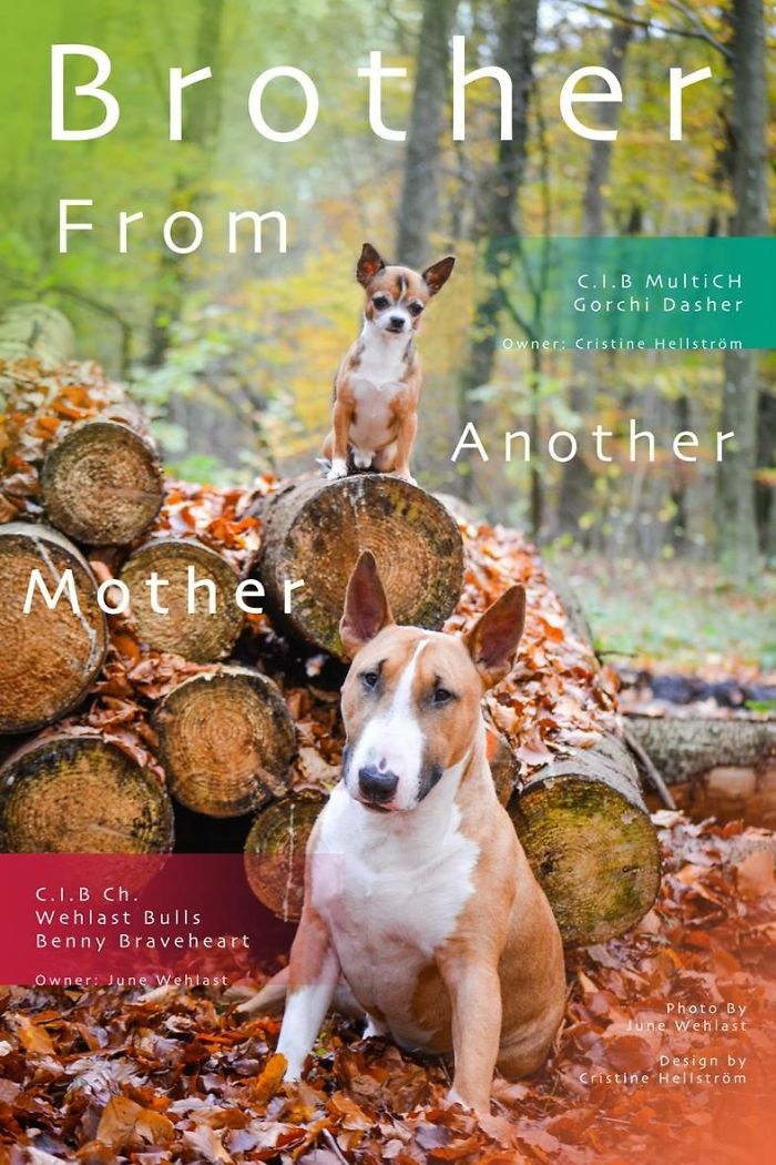 64 Animal Brothers From Other Mothers 64 Animal Brothers From Other Mothers