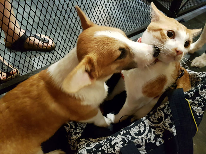 64 Animal Brothers From Other Mothers 64 Animal Brothers From Other Mothers