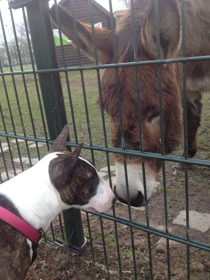 64 Animal Brothers From Other Mothers 64 Animal Brothers From Other Mothers