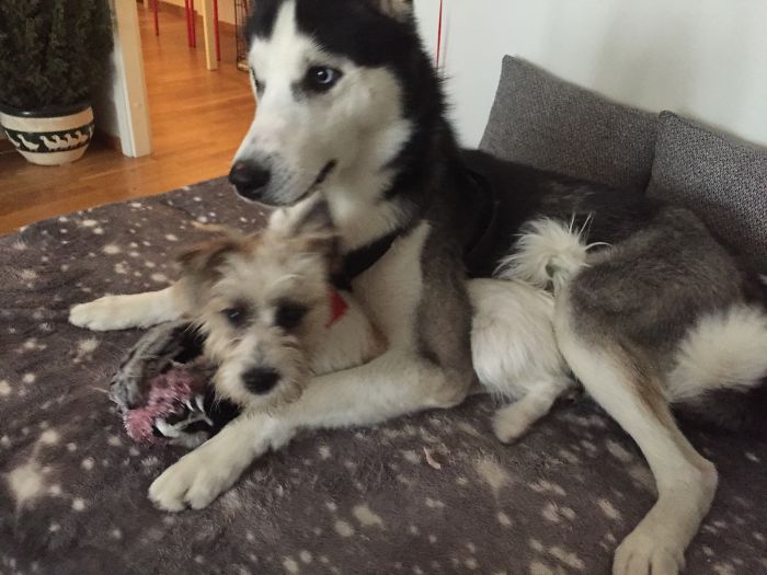 64 Animal Brothers From Other Mothers 64 Animal Brothers From Other Mothers