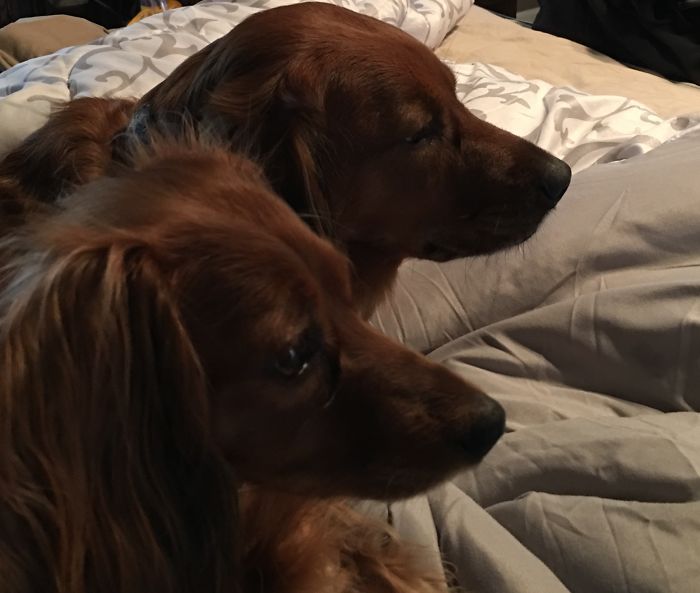 64 Animal Brothers From Other Mothers 64 Animal Brothers From Other Mothers