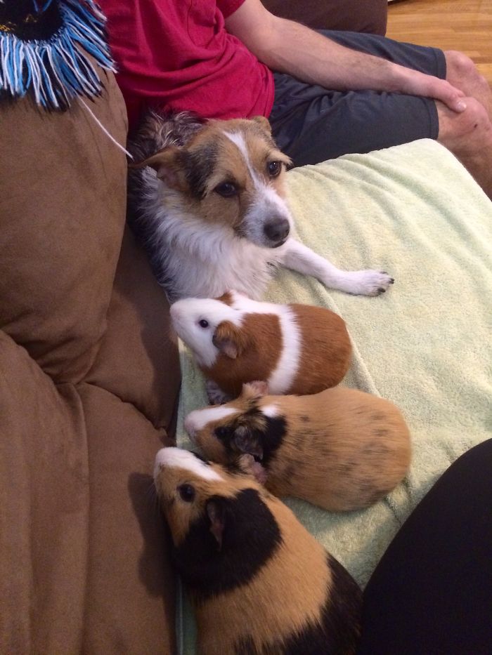 64 Animal Brothers From Other Mothers 64 Animal Brothers From Other Mothers