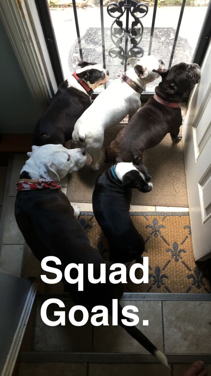 64 Animal Brothers From Other Mothers 64 Animal Brothers From Other Mothers