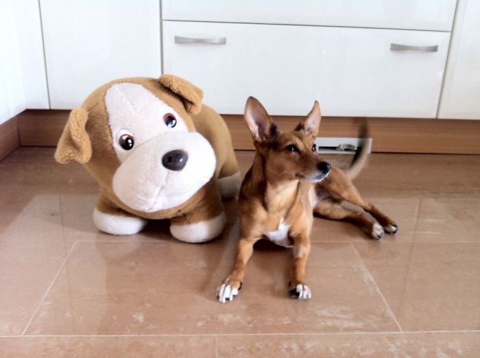 64 Animal Brothers From Other Mothers 64 Animal Brothers From Other Mothers