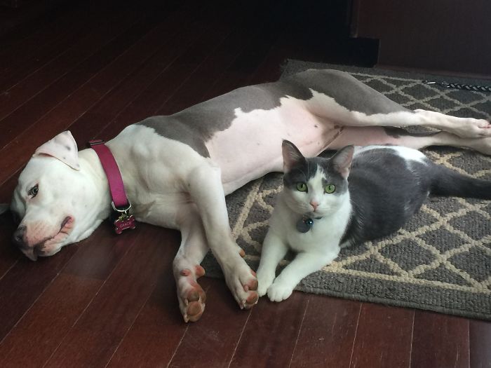 64 Animal Brothers From Other Mothers 64 Animal Brothers From Other Mothers