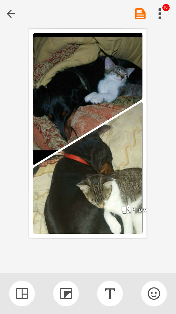 64 Animal Brothers From Other Mothers 64 Animal Brothers From Other Mothers