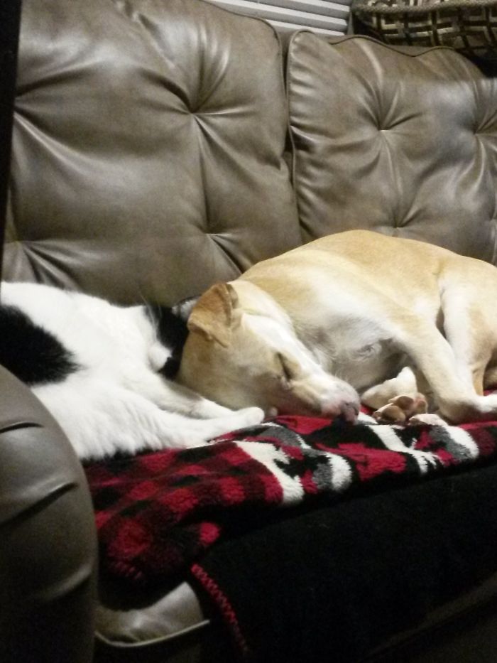 64 Animal Brothers From Other Mothers 64 Animal Brothers From Other Mothers