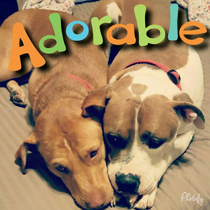 64 Animal Brothers From Other Mothers 64 Animal Brothers From Other Mothers